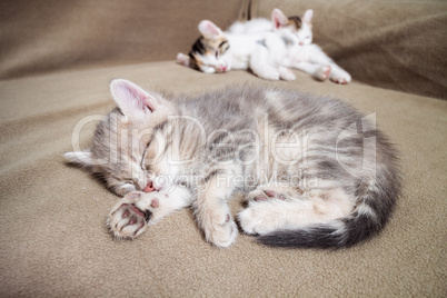 Three sleeping kitten