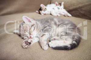 Three sleeping kitten