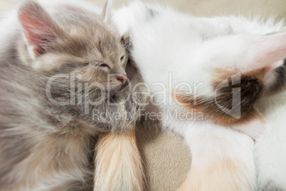 Kitty cat asleep on mother