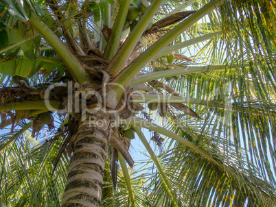 Aufblick zu einer Palme