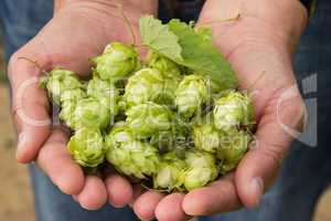 Hopfenernte