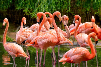 flamingos am wasser