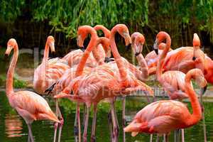 flamingos am wasser