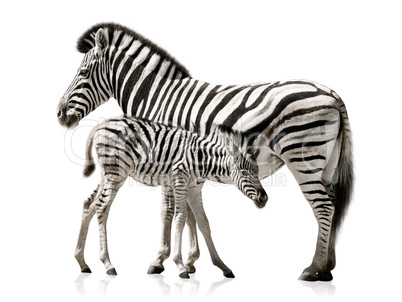 zebra weibchen und junges