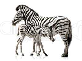 zebra weibchen und junges