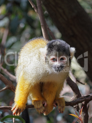 Bolivianischer Totenkopfaffe (Saimiri boliviensis)