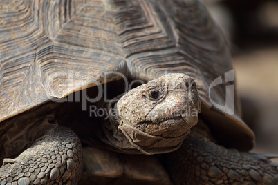 Pantherschildkröte (Stigmochelys pardalis)