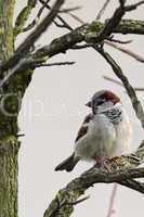 Haussperling (Passer domesticus)