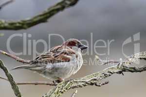 haussperling (passer domesticus)