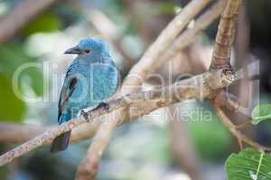 Fairy-bluebird of Malaysia and the Philippines