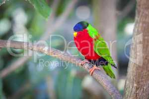 Collared Lory of the Fiji Islands