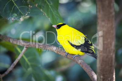 Black-naped Oriole of Eastern Asia