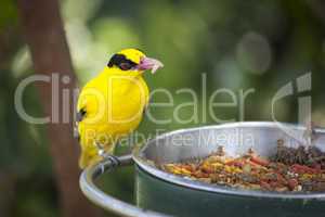 Feeding Black-naped Oriole of Eastern Asia with Worm in Beak