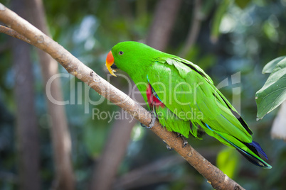 Male Indonesian Eclectus Parrot