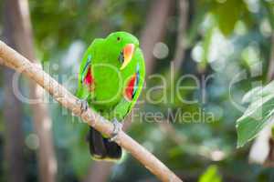 Male Indonesian Eclectus Parrot