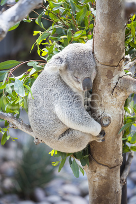 Sleeping Koala