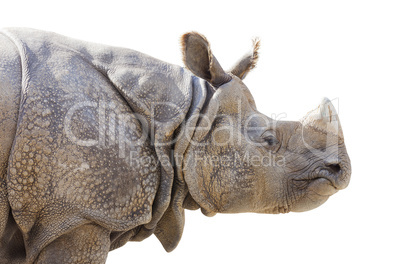 Isolated Profile of a Rhinoceros