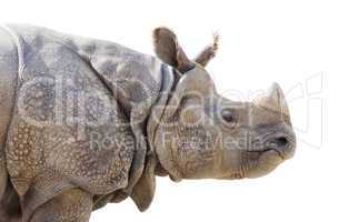 Isolated Profile of a Rhinoceros
