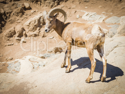 Desert Bighorn Sheep