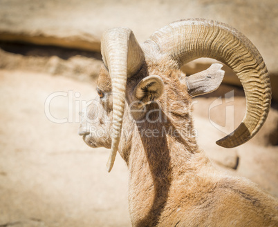 Desert Bighorn Sheep