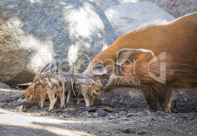 Visayan Warty Piglet with Mother