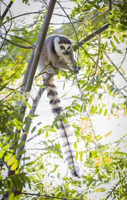 The Rare Lemur Feeding in Trees