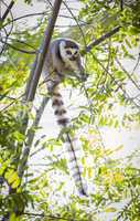 The Rare Lemur Feeding in Trees