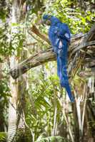 The Endangered Hyacinth Macaw of South America