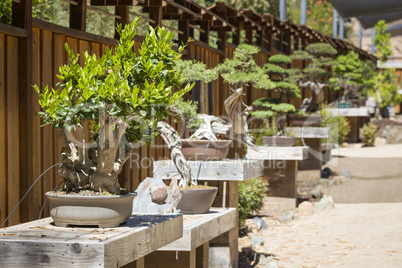 Variety of Bonsai Trees on Display