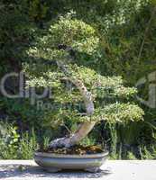Elm Bonsai Tree