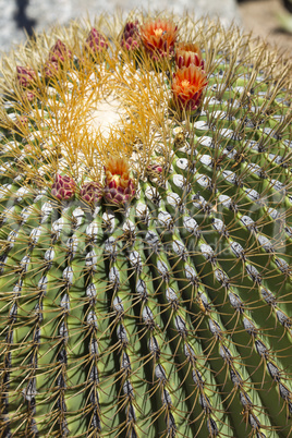 The Biznaga Cactus with Flower Blossom