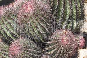 The Biznaga Cactus