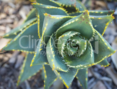 Abstract of Desert Succulent