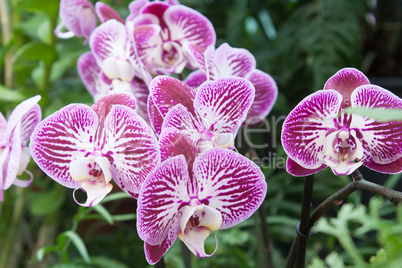 Phalaenopsis