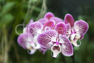 Phalaenopsis