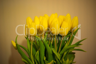 bouquet of colorful yellow spring tulips