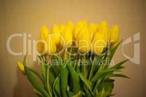 bouquet of colorful yellow spring tulips