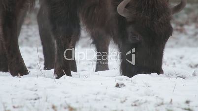 Wisent im Schnee