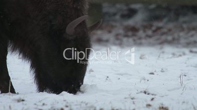 Wisent frisst