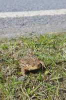 Erdkröte
