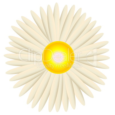 white daisy