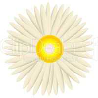 white daisy