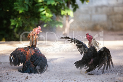 fighting cocks in a vicious attack