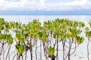 young mangrove trees growing in the sea