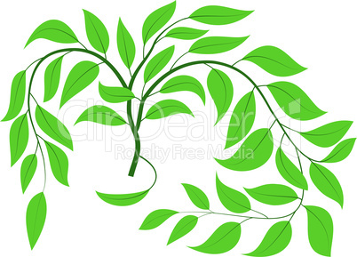 Green branch
