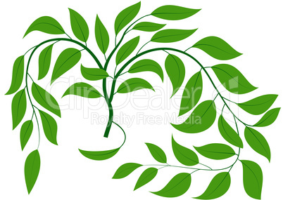 green branch