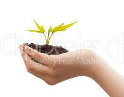 Boy hands holding young plant isolated on a white