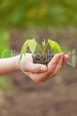 Boy hand holding young plant