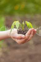 Boy hand holding young plant