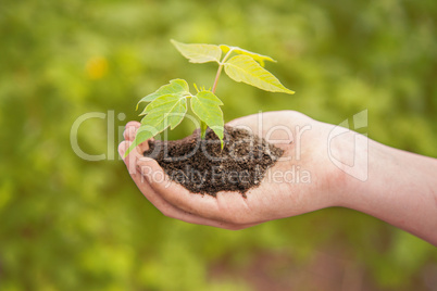 Boy hand holding young plant